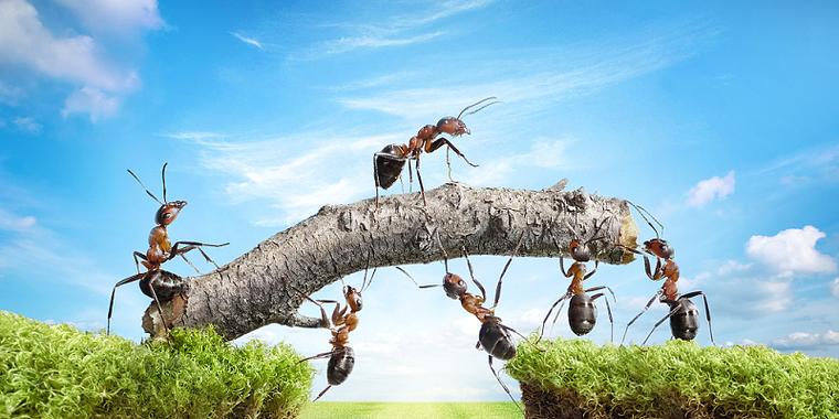 蚂蚁团队是干什么的