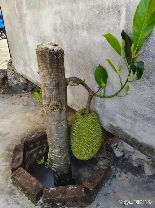 菠萝蜜树长什么样子