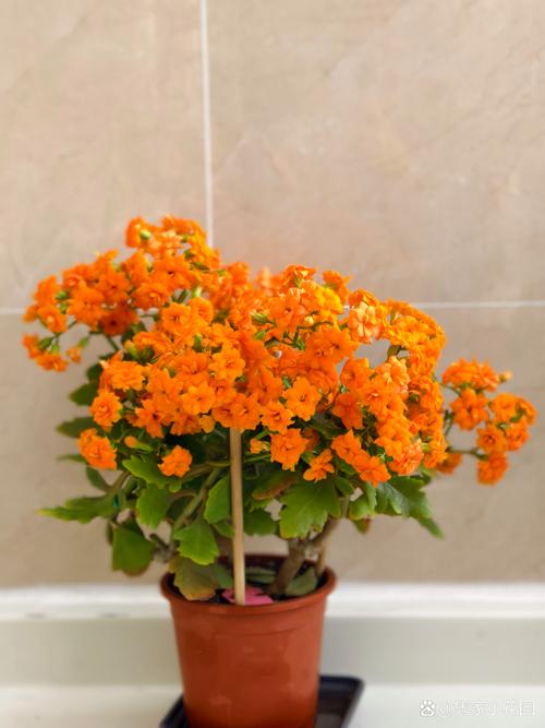 活力花现在叫什么