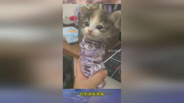猫咪穿着衣服睡觉可以吗