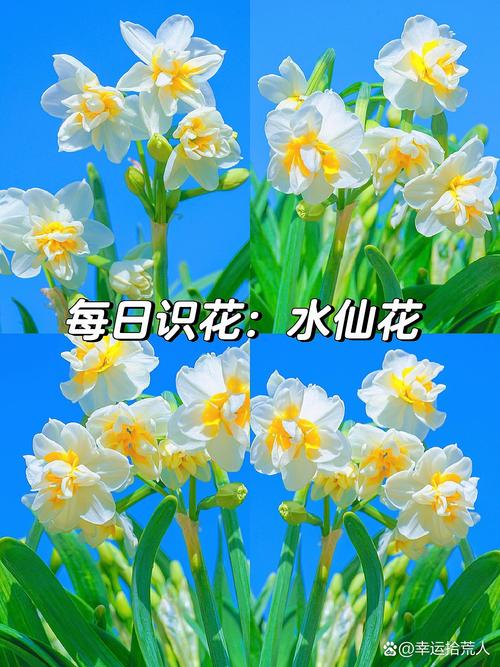水仙花的寓意和象征