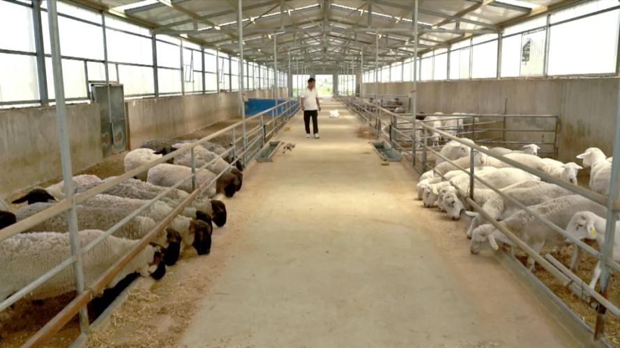 附近羊养殖基地