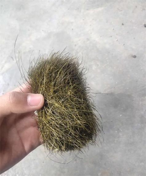 什么地方有人收猪宝