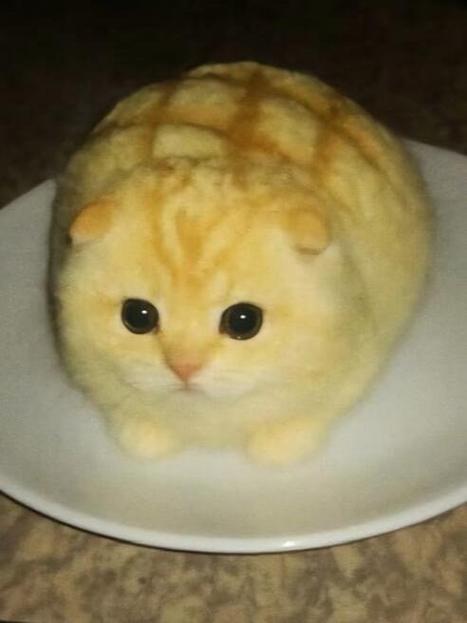 淘宝入驻菠萝猫是真的吗