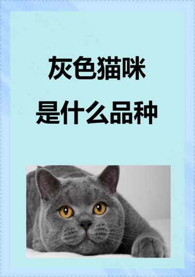 猫咪的品种分类