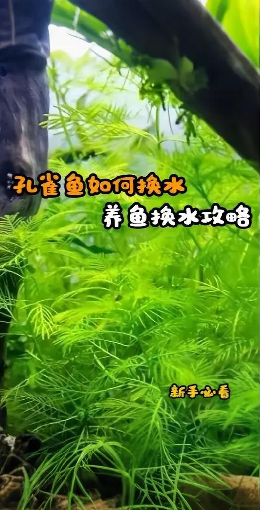 鱼缸换水要注意什么