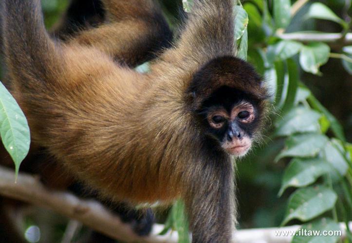 gomonkey