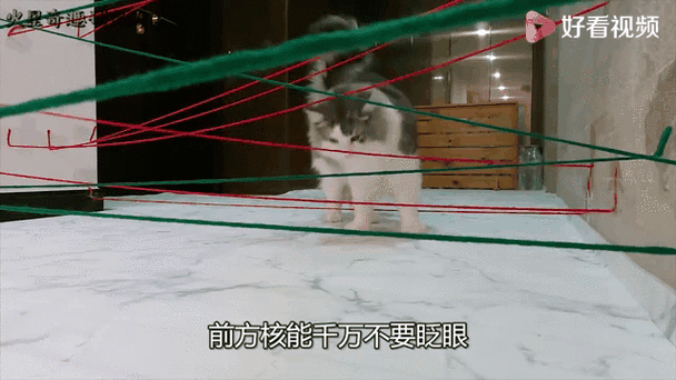 猫能看到红外线摄像头吗