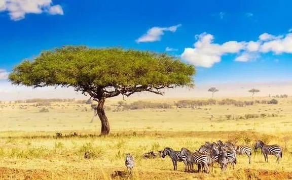 热带草原拼图下载