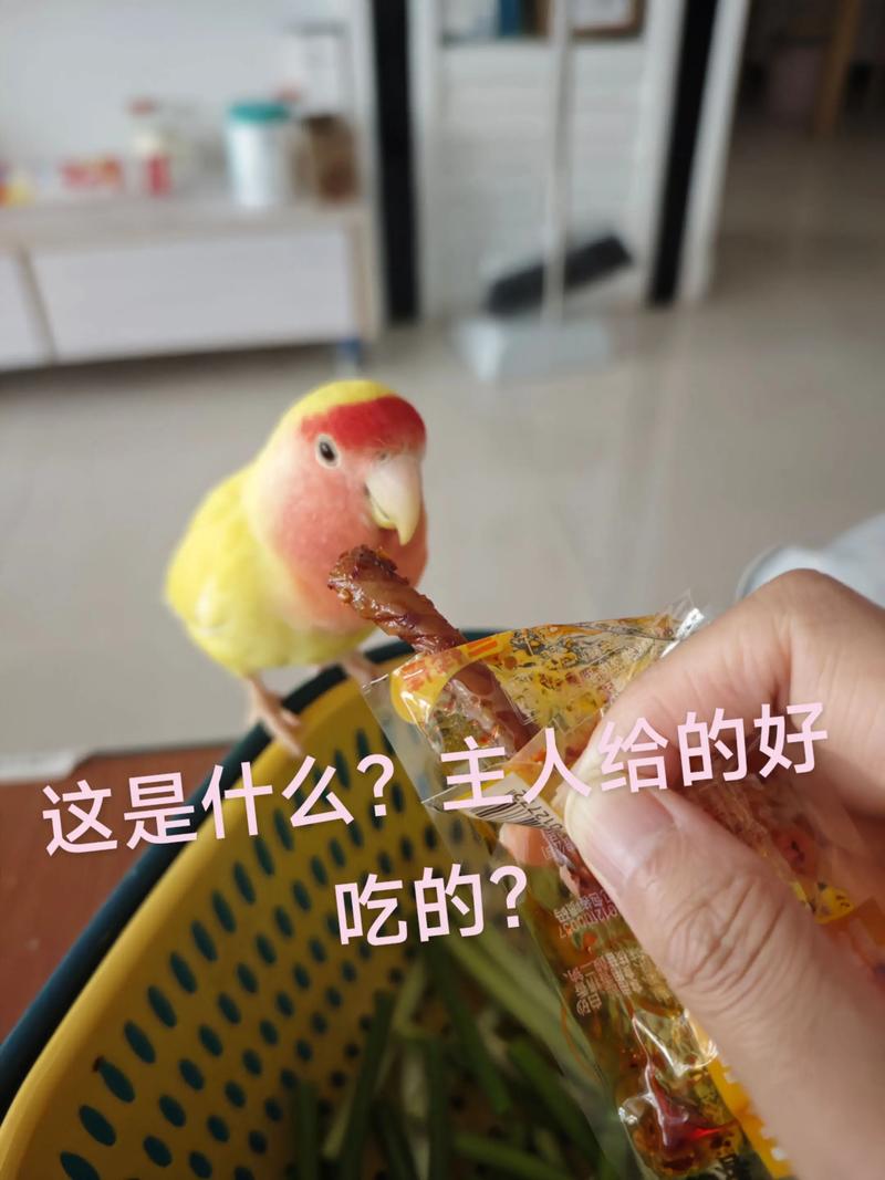 鹦鹉催情最厉害的食物