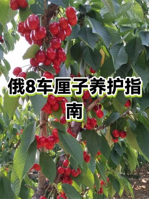 作者车厘子简介