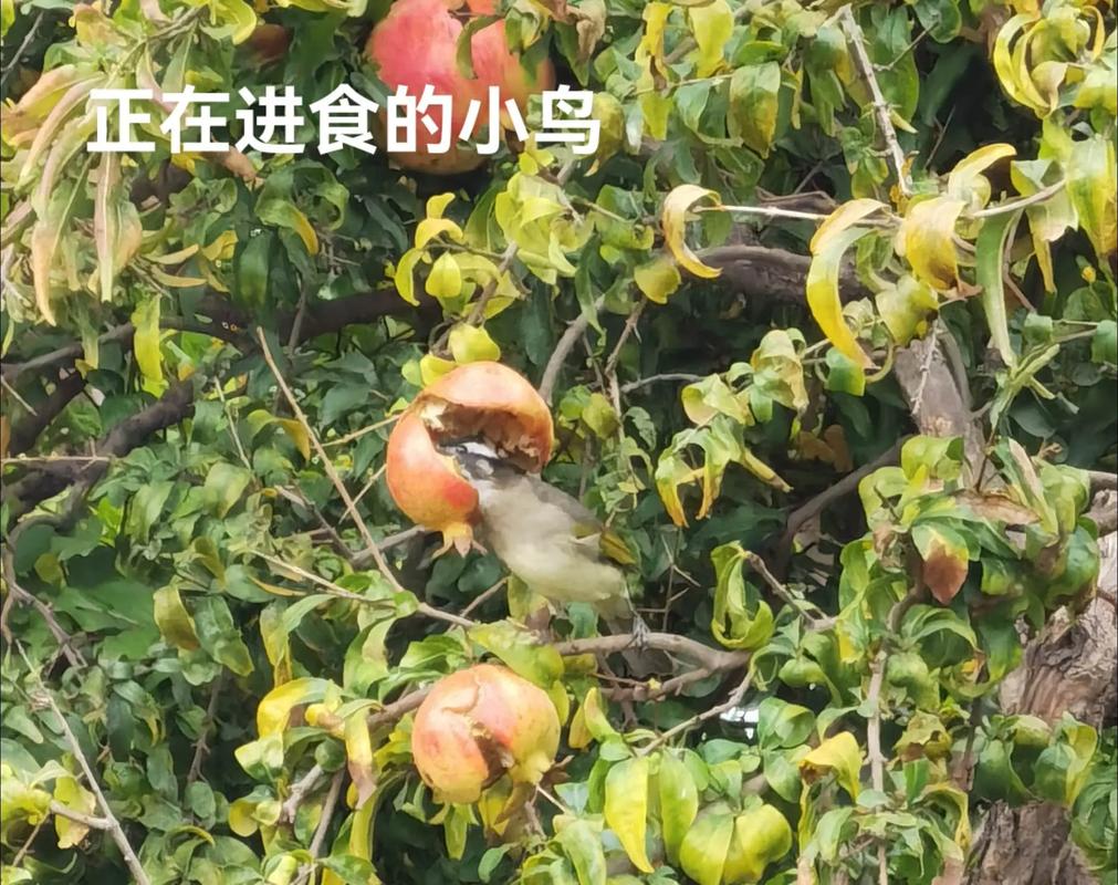 石榴视频为什么打不了