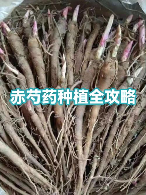 赤芍的药用功效