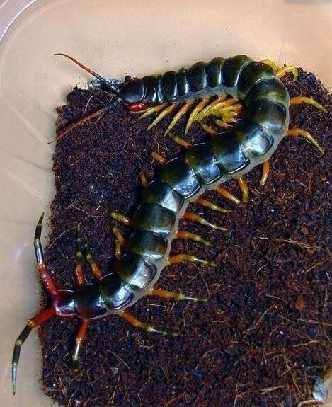 世界上最大的蜈蚣