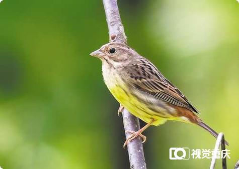 中国鸟类名录8.0