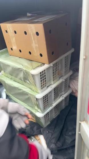 发活物用什么物流