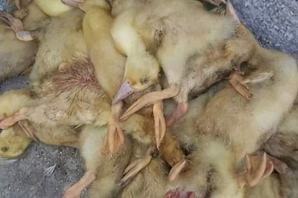 鹅为什么突然会死